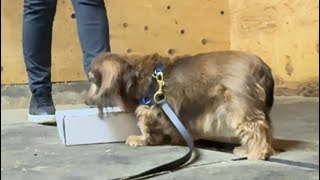 Thunder’s First Nose Work Class