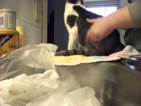 Video: Verlamming Van De Kaak Bij Katten