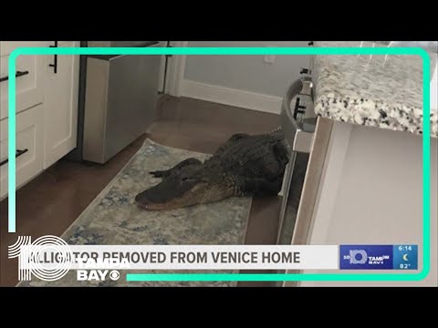 Alligator slithers its way into Florida woman’s kitchen