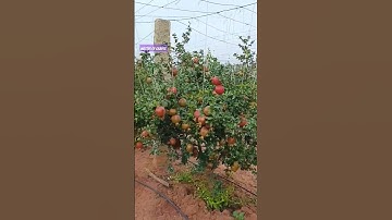 ದಾಳಿಂಬೆ pomegranate farming #shorts #agriculture #pomogranate
