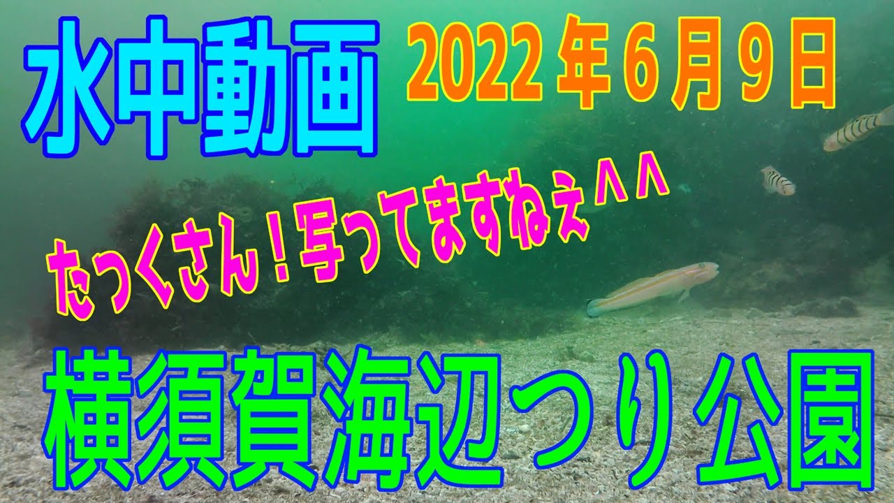 水中動画（2022年6月9日）in 横須賀海辺つり公園