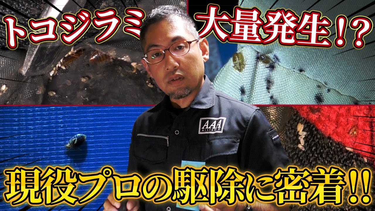 【大量発生！？】プロによるトコジラミ駆除作業に密着！！