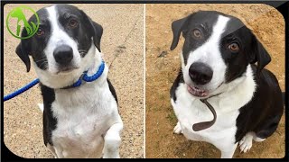 Lonely Dog Who Spent 10 Years At A Shelter Still Waiting For Someone To Adopt Her
