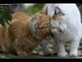 Awesome Cats Loving And Kissing Videos Compilation  - Funny Cat Vines 2016