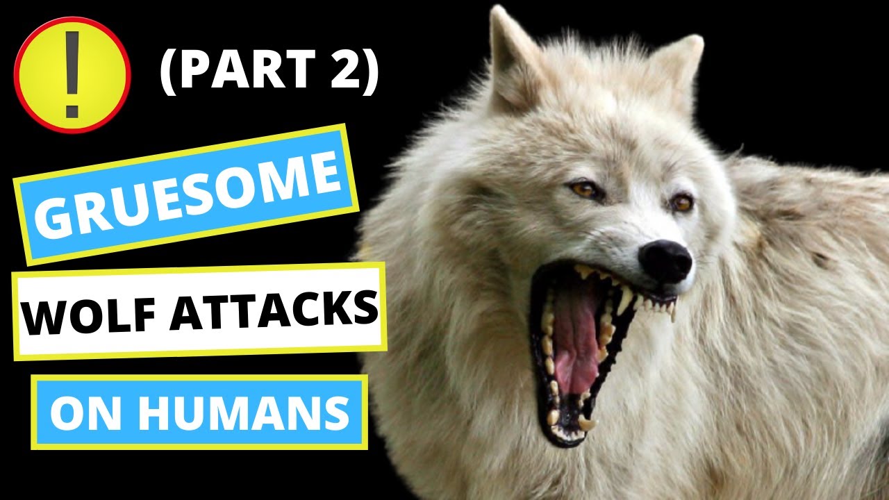 Fatal Wolf Attacks On Humans Wolf Encounters With Humans Part 2 fatal-wolf-attacks-on-humans-wolf-encounters-with-humans-part-2