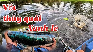 Đi tìm lóc bông rừng U Minh Thượng #huukhuynhkiengiang (tập 195)