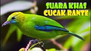 6. MP3 Suara Pemikat Burung Daun atau Merbah Daun Hijau Sami HQ