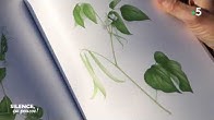 Aquarelle Botanique Dans L Atelier De Vincent Jeannerot Youtube
