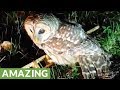 Owl rescued from roadside, refuses to leave caretakers