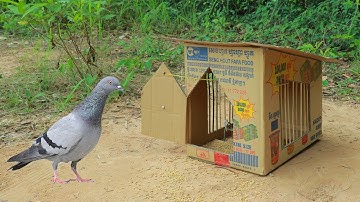 Making Pigeon Trap Using Paper Box And Wood - Easy Bird Trap Working 100%