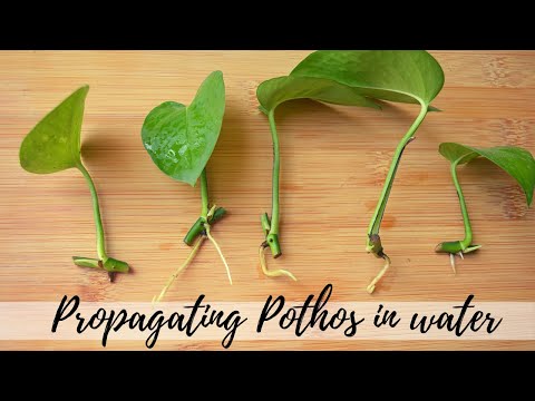 Video: Reproduction Of Hosts (19 Photos): How To Propagate A Host With Leaves? How To Plant A Plant In Summer? When Can You Propagate By Cuttings? Proper Care After Planting