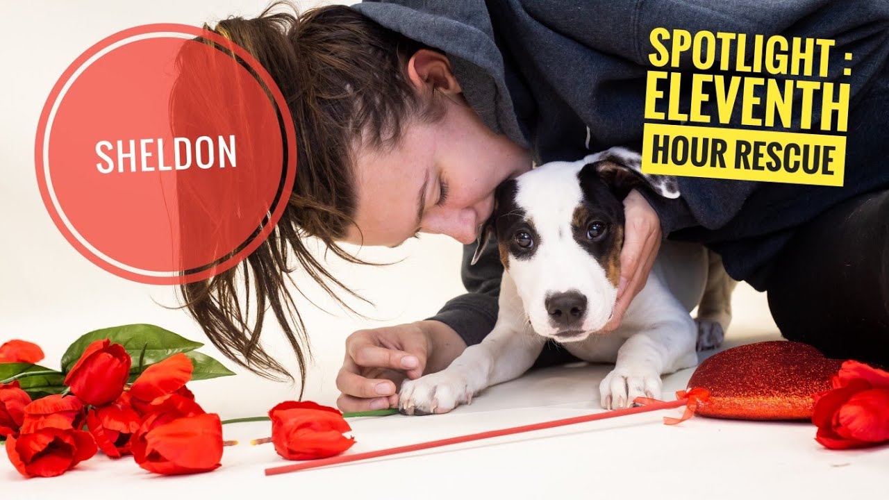11th Hour Rescue 11th Hour Rescue - NJ Dog Photography for Animal Shelters - Adopt Dont ...
