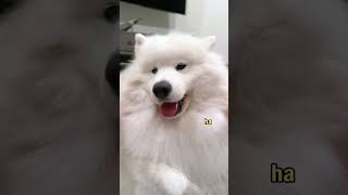 When People See My Dog In Public | DataTheDog #shorts