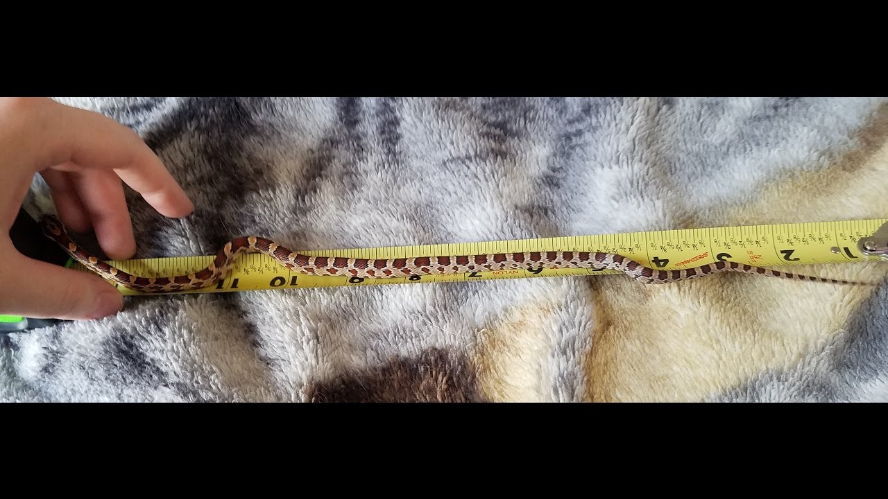 insects picture Preparing & Feeding Raja