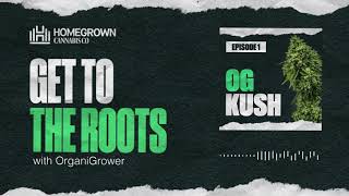 OG Kush Strain Review | Get To The Roots with Homegrown Cannabis Co. screenshot 2