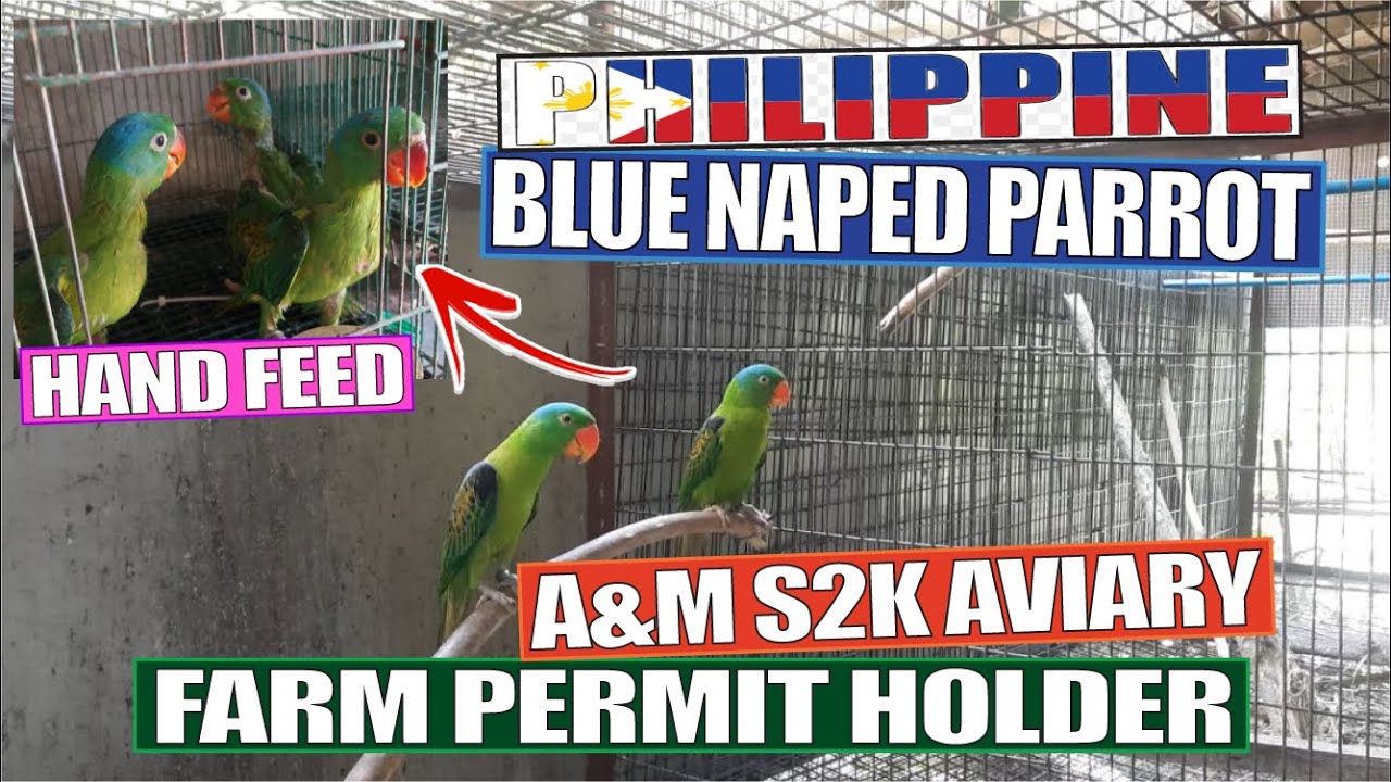 PHILIPPINES BLUE NAPED PARROT AVIARY VISIT SIR MELCHOR YouTube