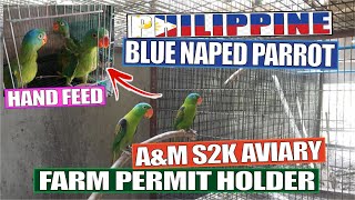 PHILIPPINES BLUE NAPED PARROT | AVIARY VISIT | SIR MELCHOR