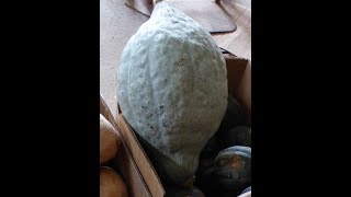 Preparing a Hubbard Squash