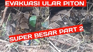 EVAKUASI ULAR PITON SUPER BESAR ( GARAGA BABON ) PART 2 || DHARMASRAYA