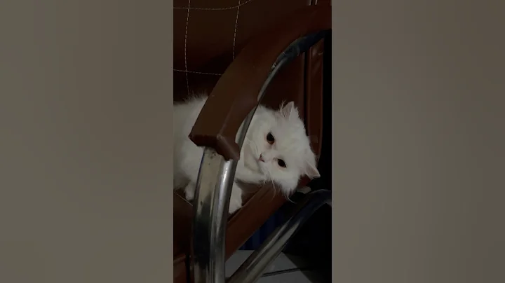 Watch the video about My rarer white tigers | Blanca after getting bath #cat #blanca #catvideos #funny #ceasefire #tigers