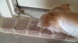20090702 Petey chase lizard Part 1