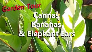 Tropical Plant Tour of a Jungle Garden with Canna Lily, Elephant Ears, and Banana Plants and Trees