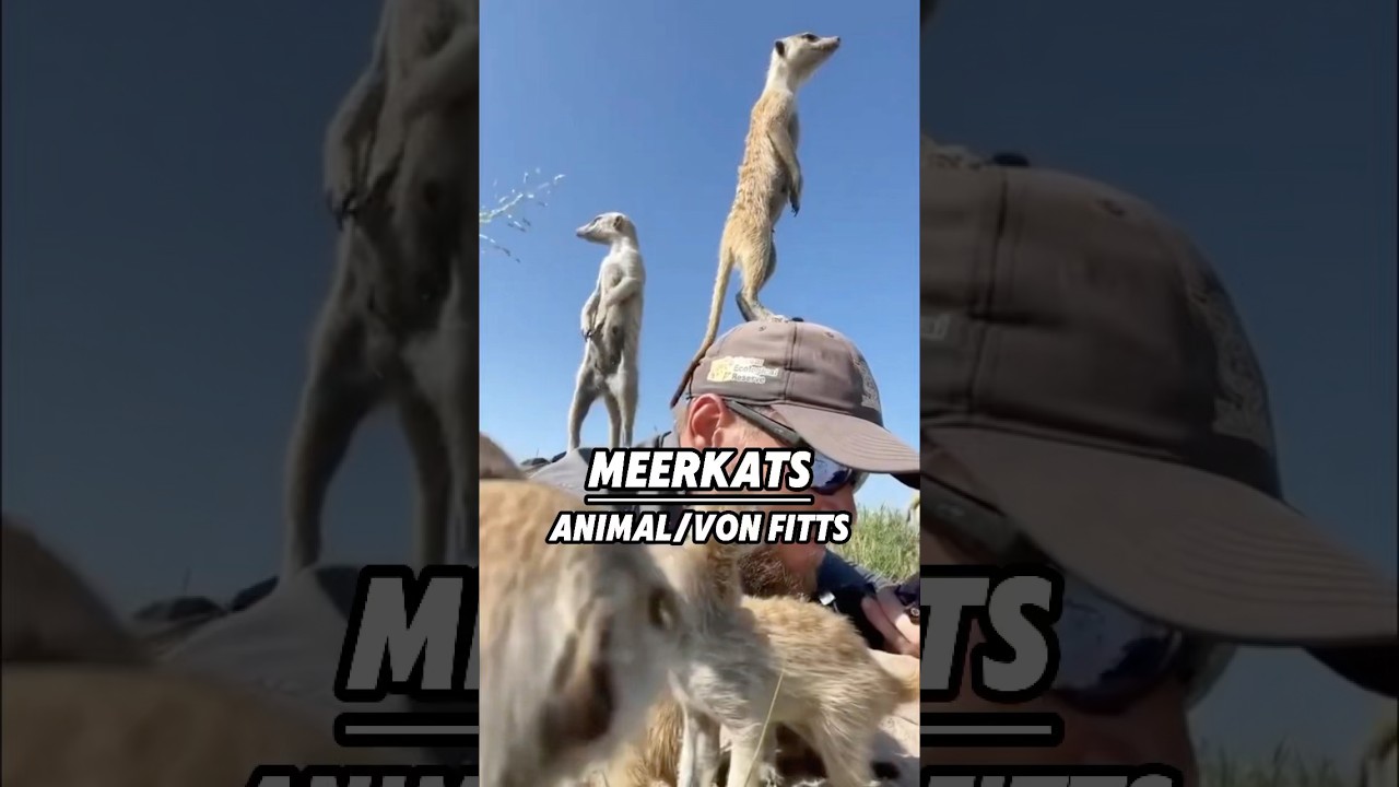 Funny Meerkats 🥰💕💕💕