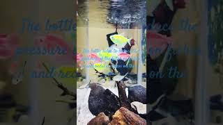 #SavingFishes from #Aquarium #internal filter pressure?