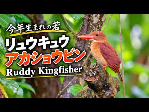 今年生まれの若】リュウキュウアカショウビン Ruddy Kingfisher