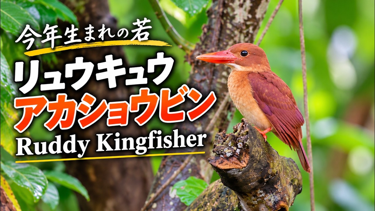 今年生まれの若】リュウキュウアカショウビン Ruddy Kingfisher