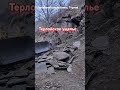 Новая дорога в Терлое . #чечня #automobile #экскаватор #mountains #newroad#спецтехника #горы #