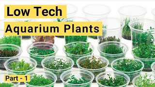 Low Tech Aquarium Plants For Your Planted Aquarium  2019 [Beginner plants]