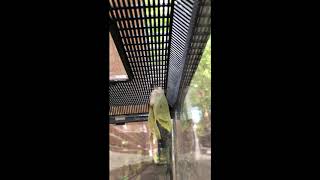 Luna Moth Wings