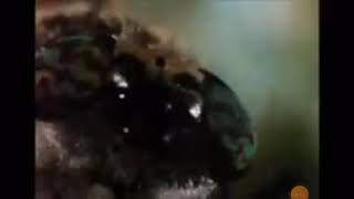 Spongebob SquarePants - butterfly