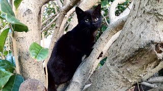 木から降りられない子猫を見守っていると・・・
