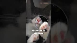 🐶 Купил планшет - ПОМОГ животным? 🐱