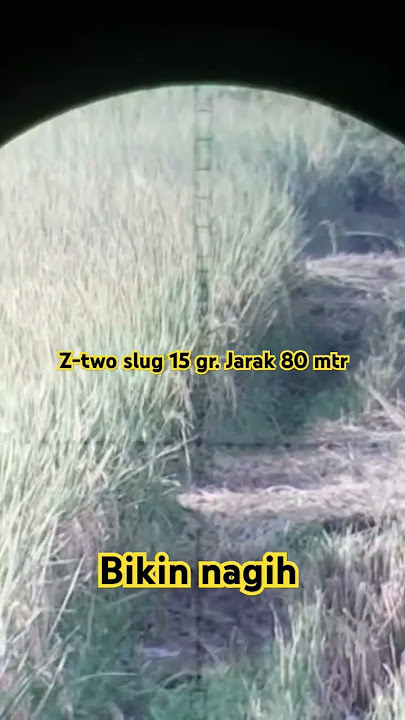 hunting burung sinter#hunting #longrange #ztwoslug#sectorx#punjulbarrel