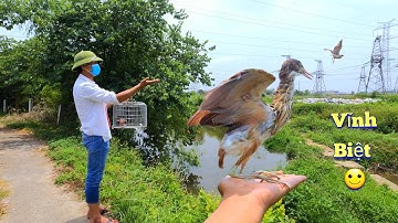 3 Chú Cò Lửa - Nuôi Lâu Lắm Rồi Nhưng Hôm Nay Mình Phải Thả Nó Đi / Quế Nghịch