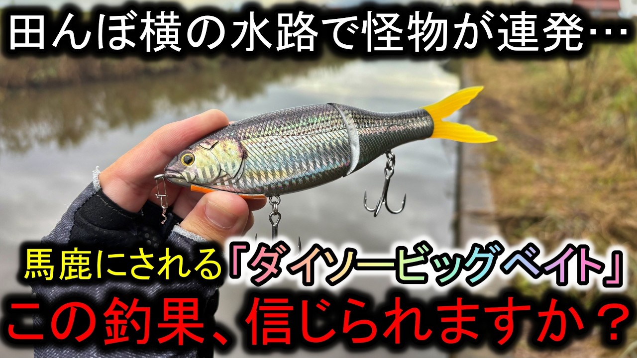Dropping a Daiso Big Bait into a waterway next to a rice field