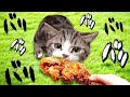 【子猫がパリパリチキンを豪快に食べる！】(#にゃんてわんだふる)柴犬に邪魔されクッキング！ASMR