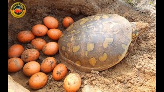 Finding Tortoise and Eggs in Soil Hole  Boy Searching Tortoise on Without YouTube Channel 2020