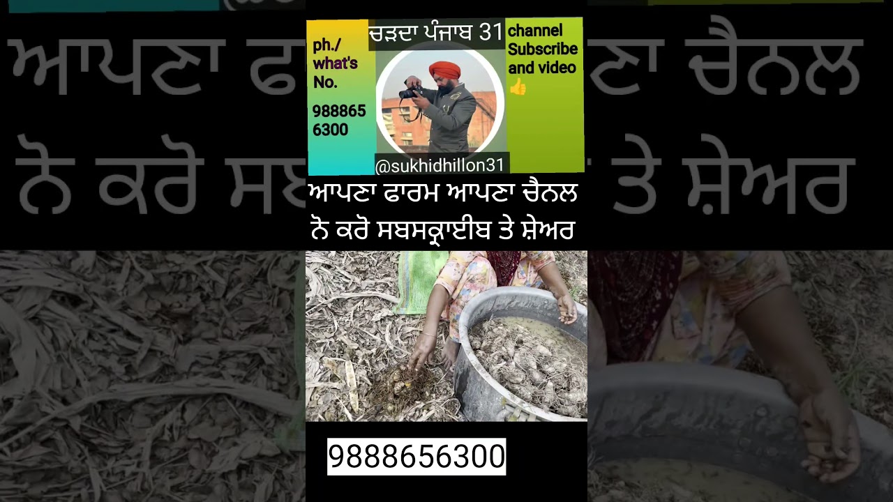 Haldi di kheti || shorts || Youtubeshorts 