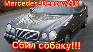 Mercedes-Benz w210 Сбил собаку!!!