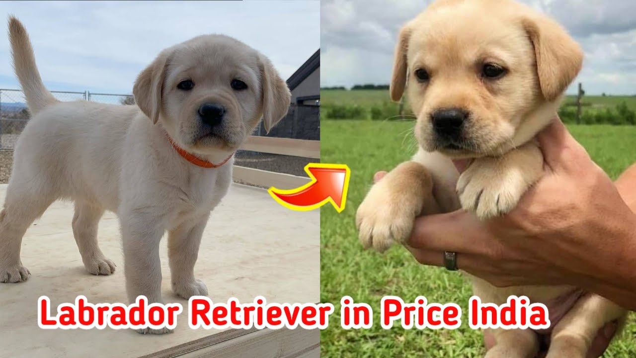 Labrador Retriever In Price India Me | Full Information | Low Price Puppy -  Youtube