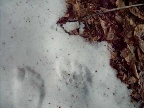 The Blueberry snow print (bear or bigfoot?)