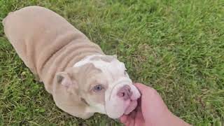 Jukebox Playing! Sugarplum Bulldogs!