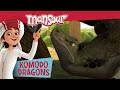 Komodo dragons   full episode  the adventures of mansour 
