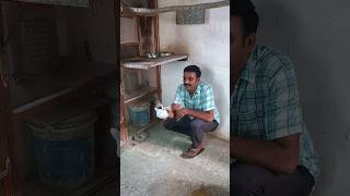 Download Lagu Applying Neem oil to African love birds breeding tips MP3 Download Lagu Applying Neem oil to African love birds breeding tips MP3
