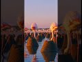 Flamencos rosados construyendo su nido de barro #reels #datoscurisos #viral #sabiasque