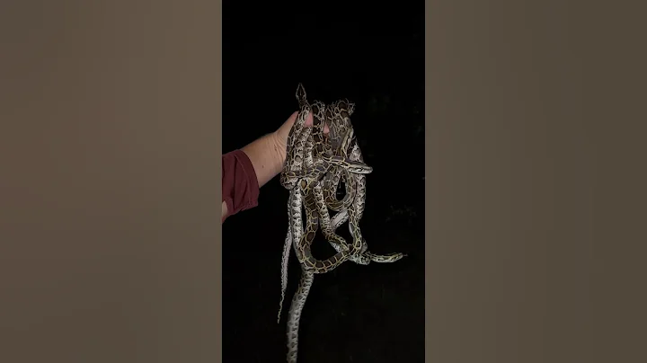 ￼ Collecting pythons in the Florida Everglades #youtubeshorts#animals#everglades#viral#snake#crazy